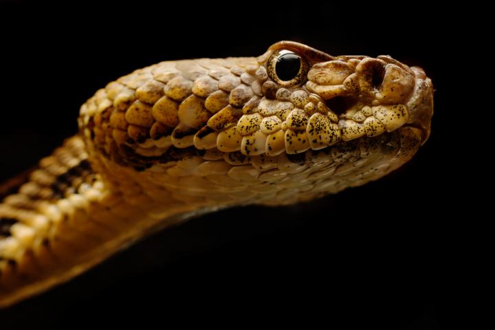 Snake Fungal Disease