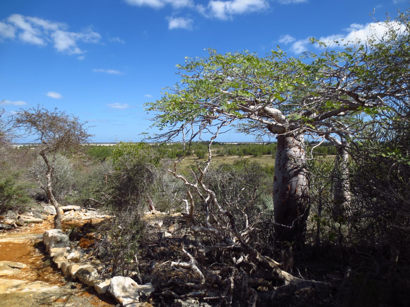 Forest in Madagascar