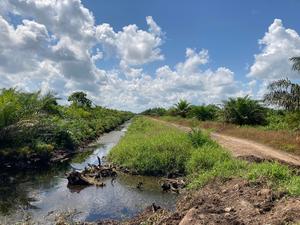 Canal ditches like this one in West Kalimantan, Indonesia are often used to drain peatlands for conversion to agriculture.