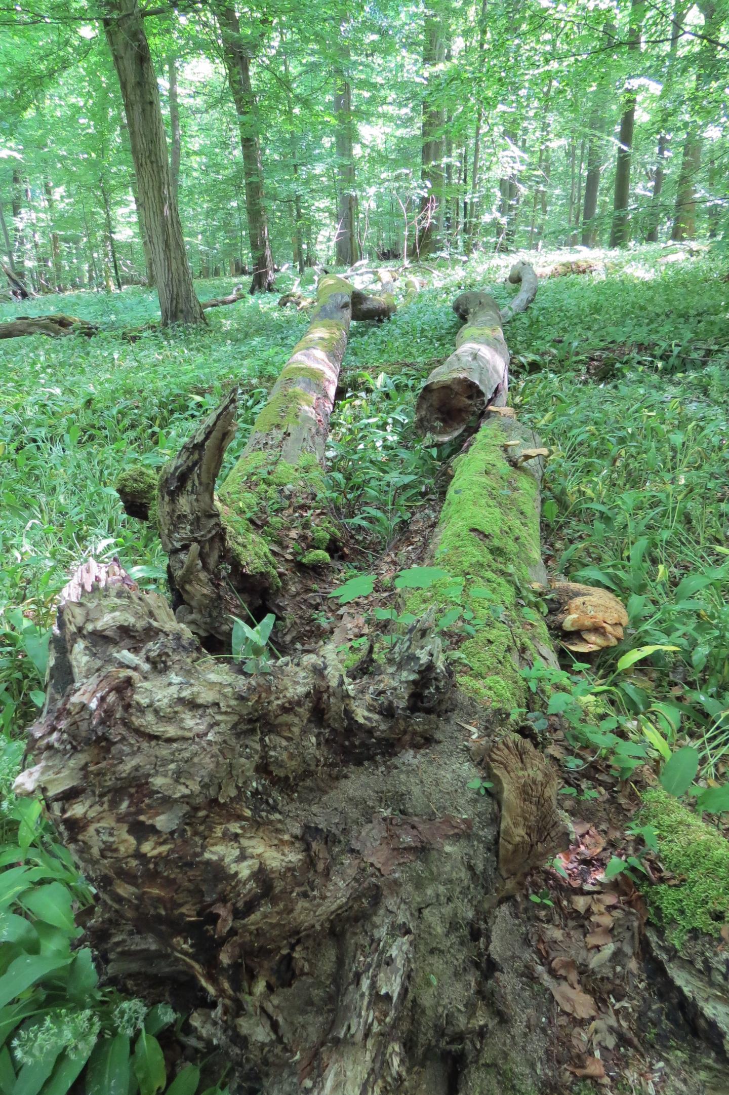 A Forest Scene in the Hainich National Park (2 of 2)