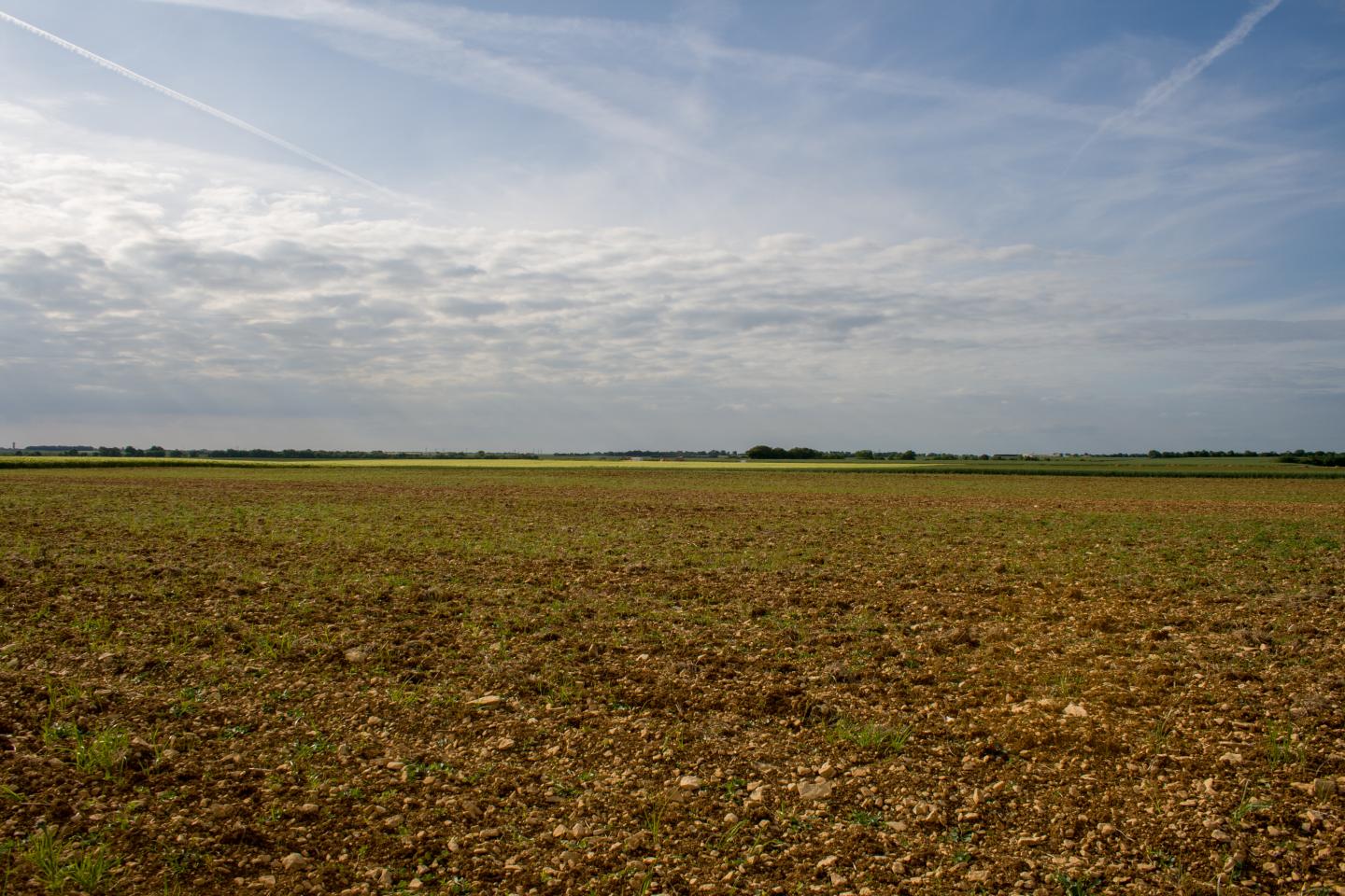 Agricultural Landscape