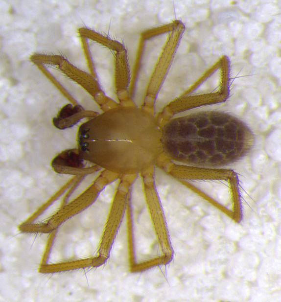 New Species <em>Islandiana Lewisi</em> (1 of 2)