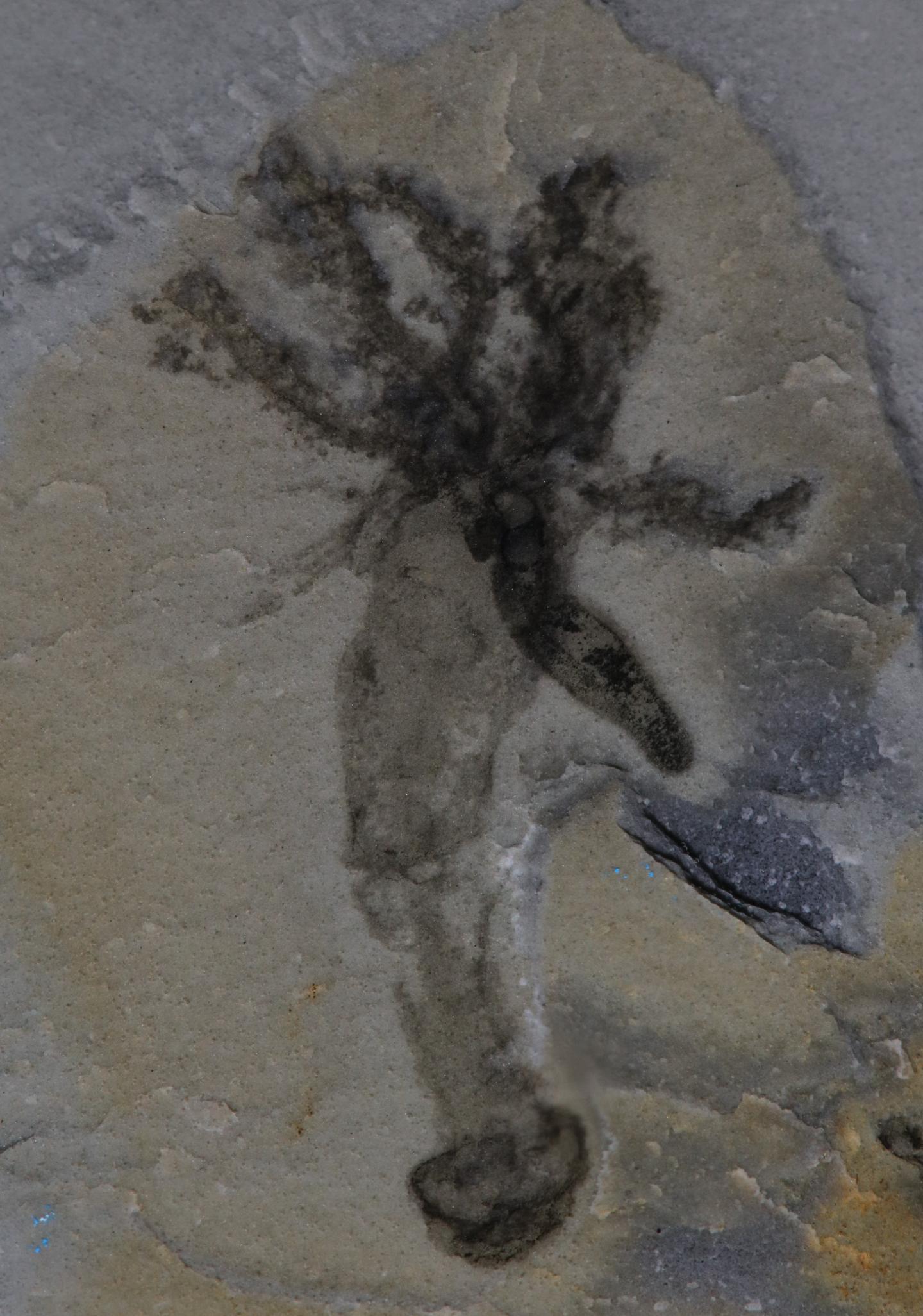 Fossil of <i>Gyaltsenglossus senis</i>