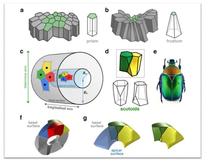 A Mathematical Model for Curved Epithelia Uncovers a Novel Geometrical Solid
