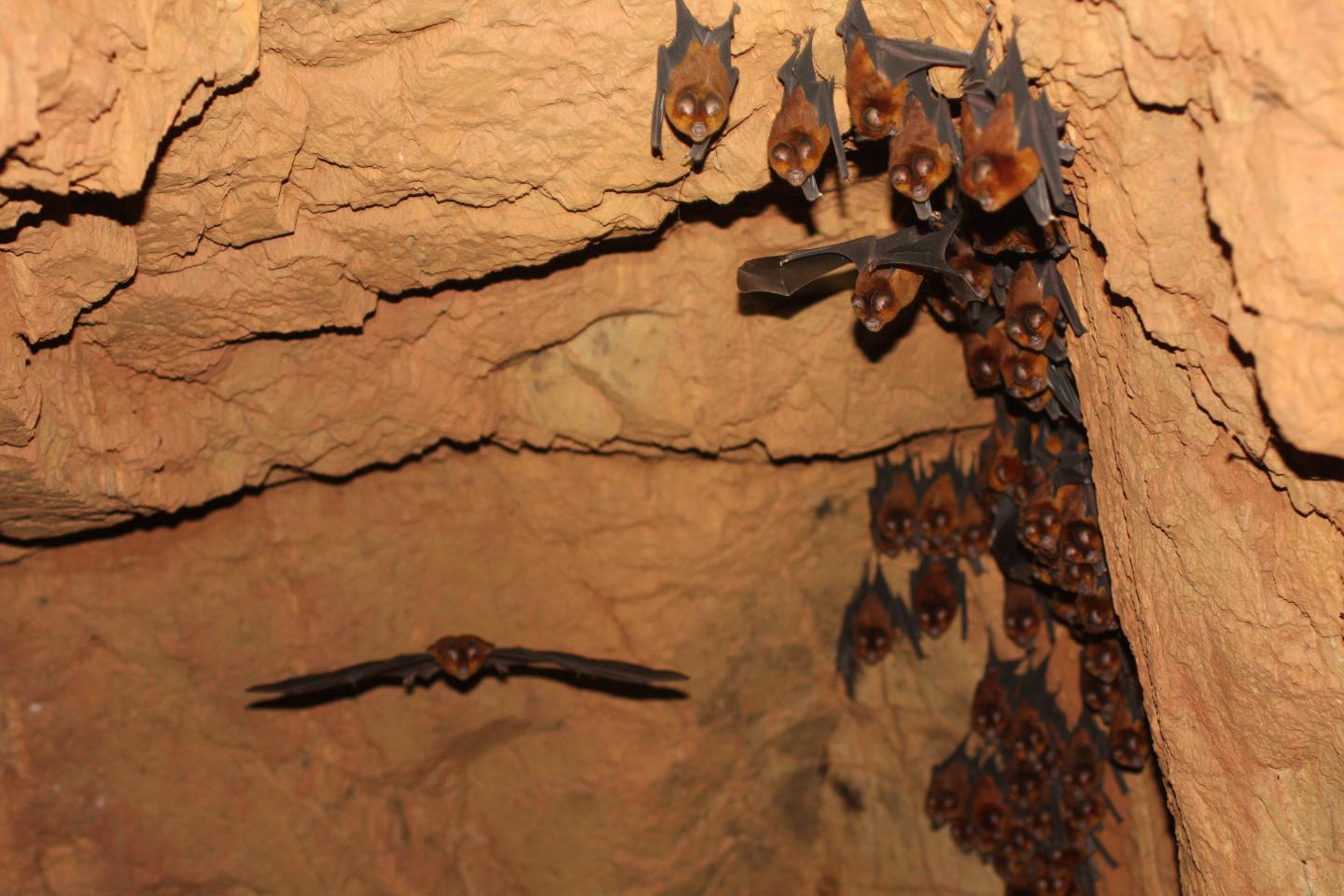 A Colony of a Yet to Be Described Species of Bat