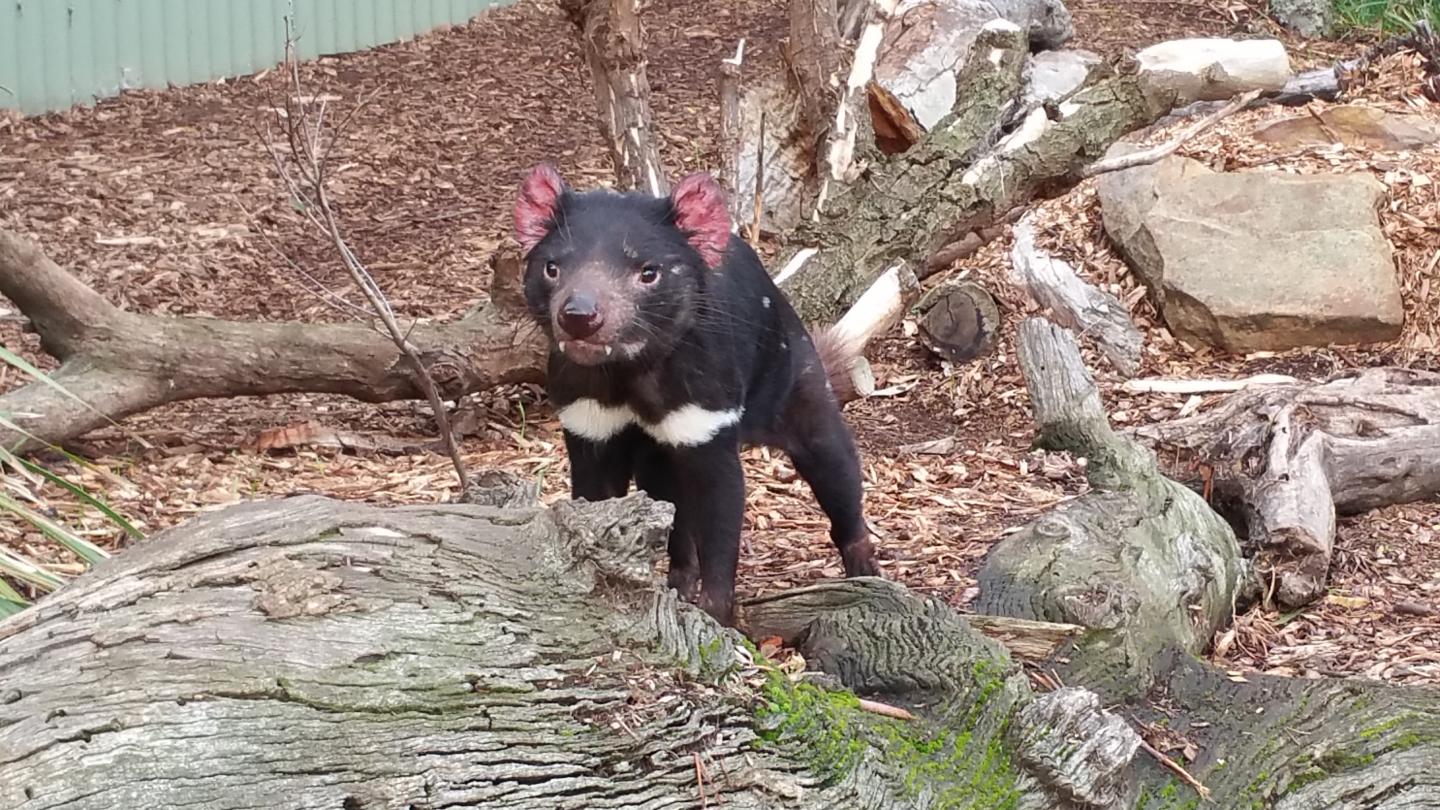 Tasmanian Devil