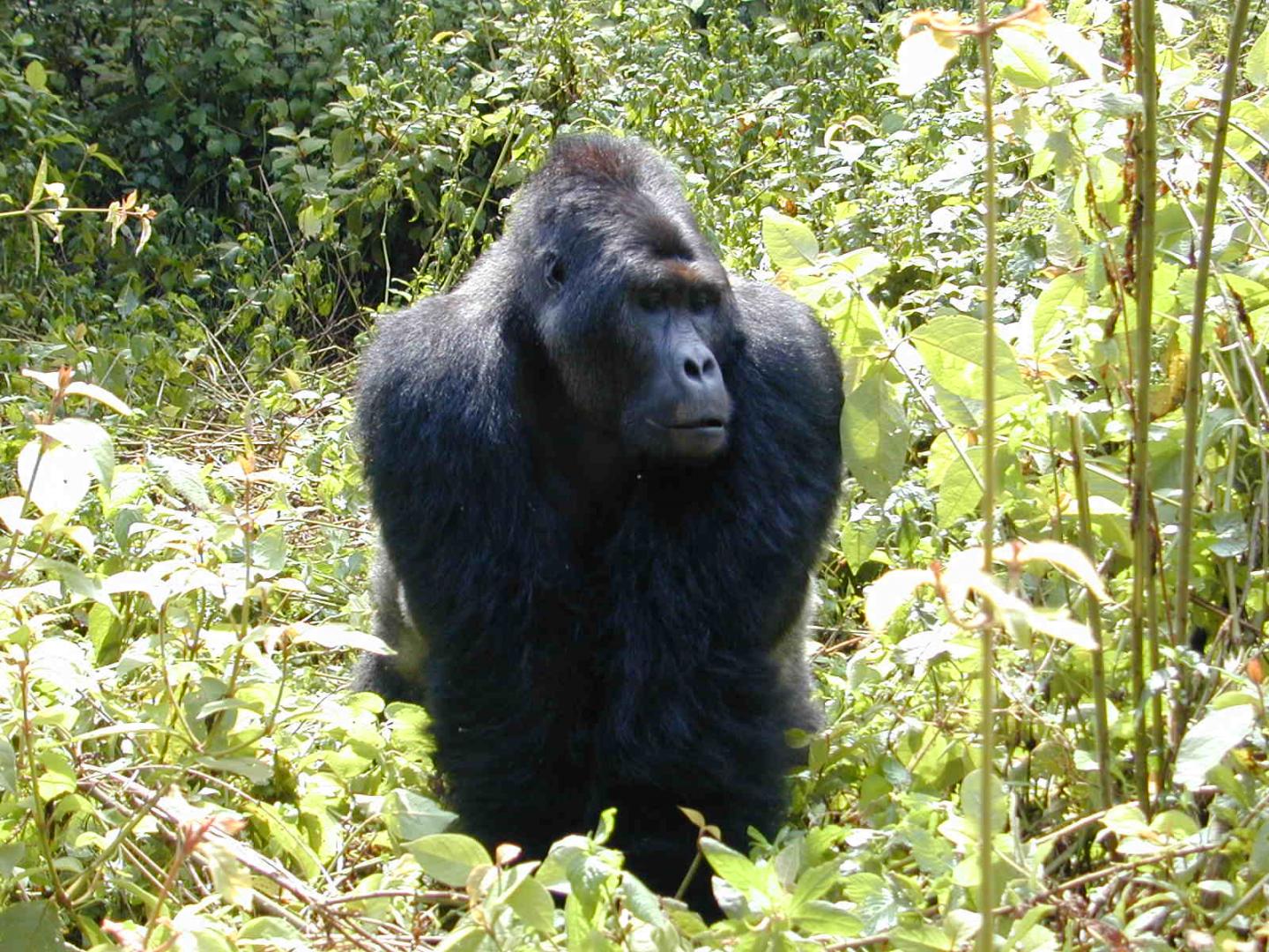 Grauer's Gorilla