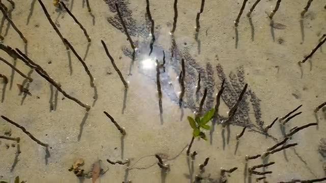 Seaweed Sinks Deep