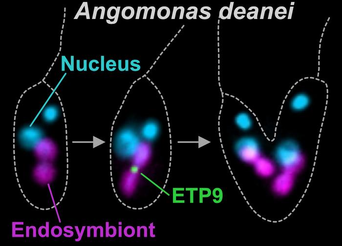 Endosymbiont in Angomonas deanei