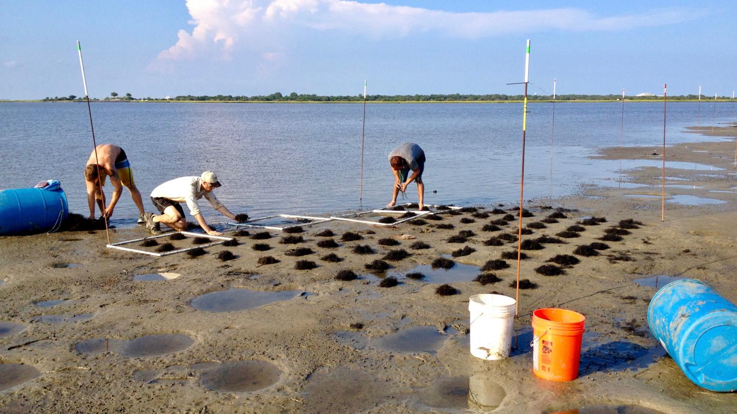 Silliman Invasive Species 1