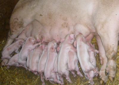 Suckling Piglets