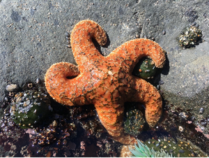 Healthy ochre sea star