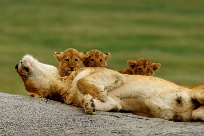 Lioness and Cubs