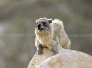 Rock Hyrax Vocalisation