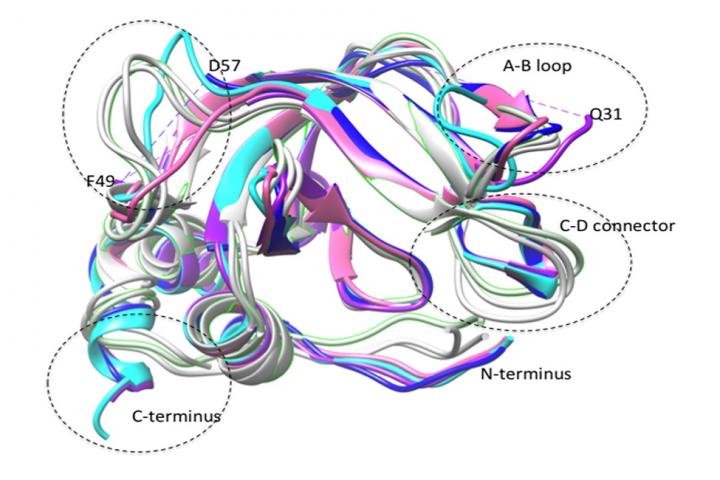 Novel Protein Inhibitors Engineered as Alternative Approach to Potentially Treat Cancer and Other Diseases
