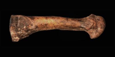 3.2 Million-Year-old Foot Arch