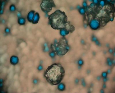 Microcaps [IMAGE] | EurekAlert! Science News Releases