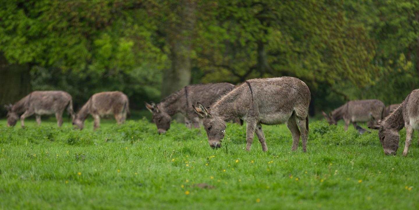 A Better Understanding of the Donkey Genome (5 of 5)