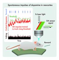 Spontaneous impulses of dopamine in neocortex