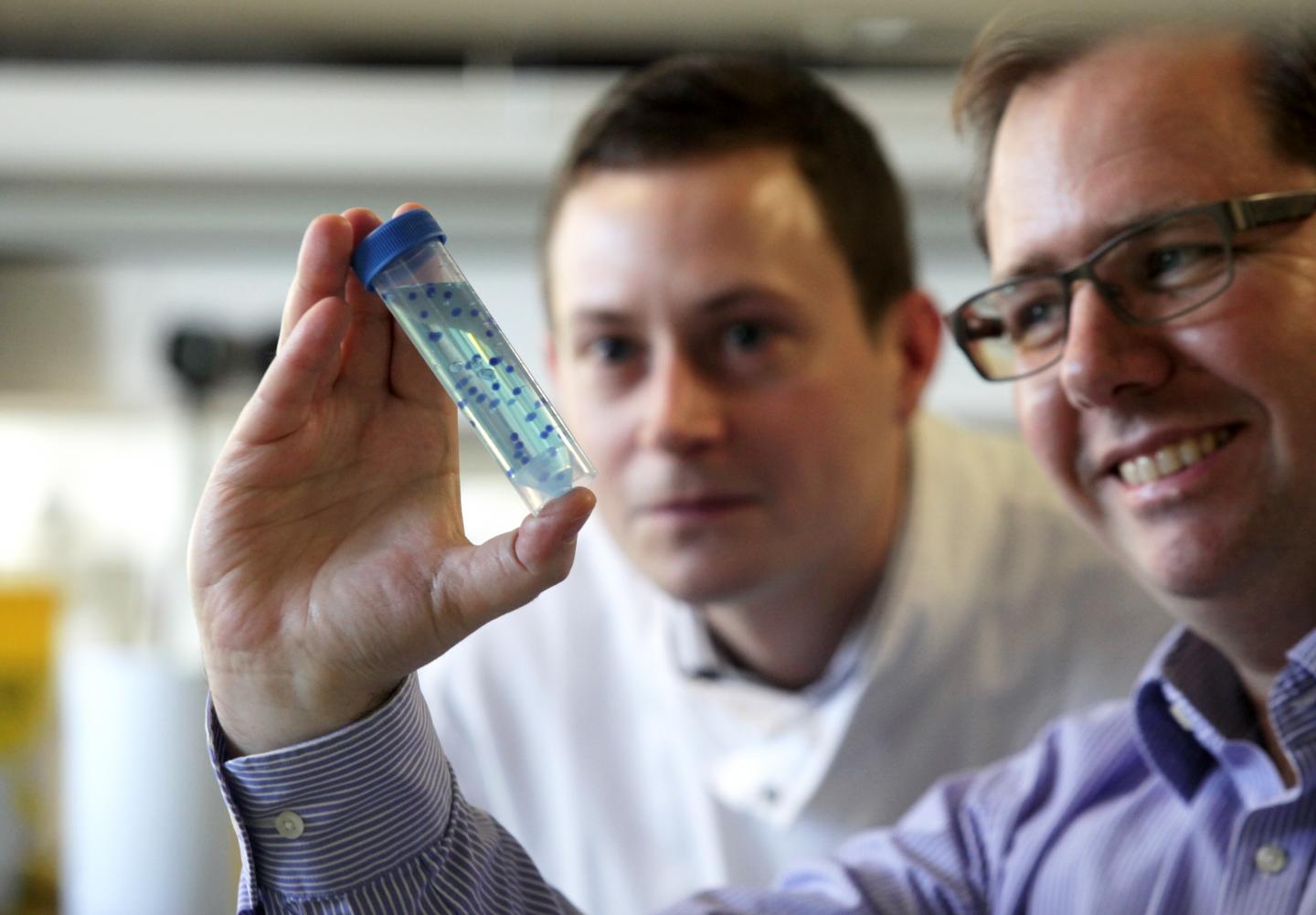 Stem Cells in Alginate Beads