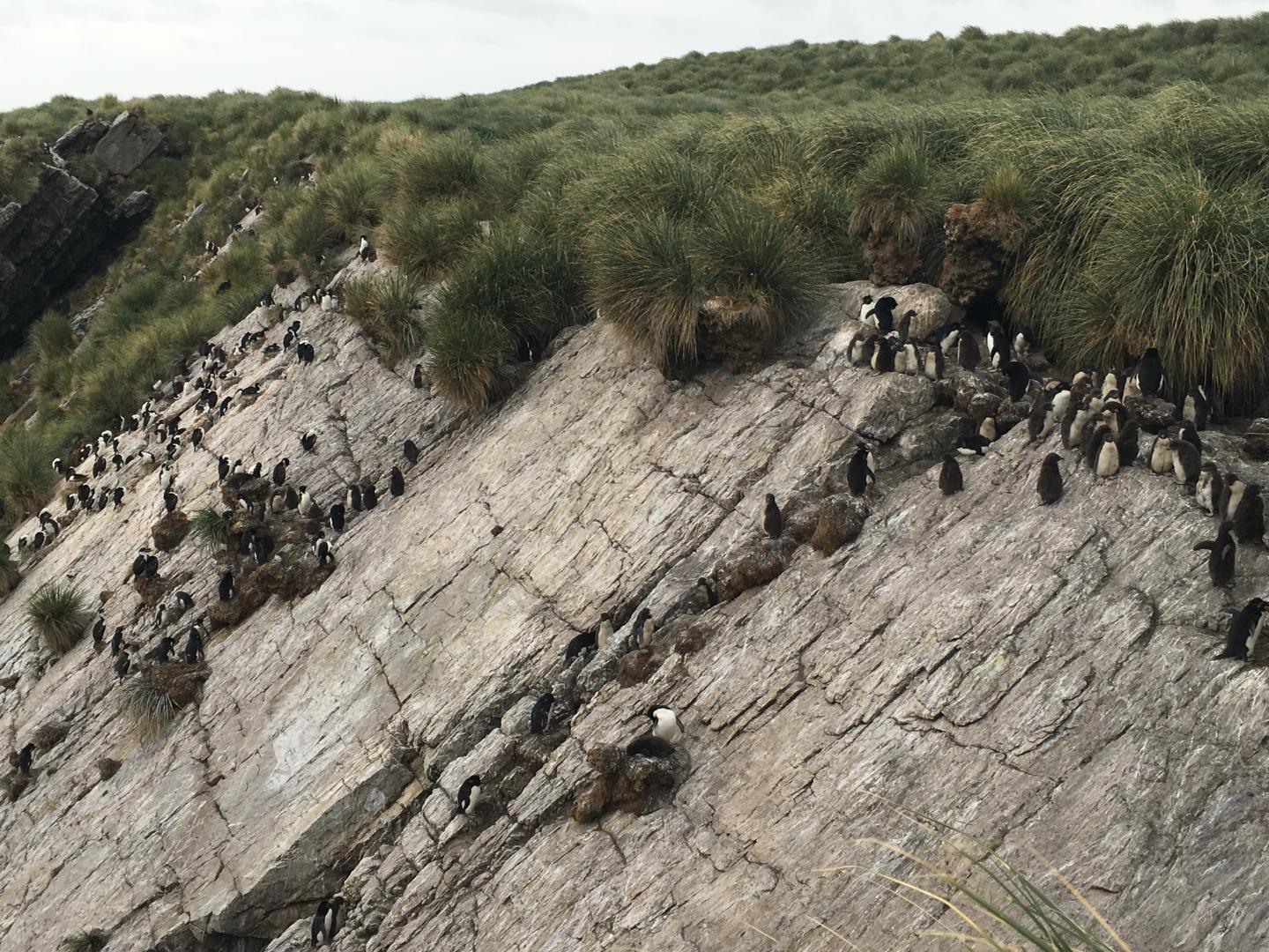 A rookery Southern rockhopper penguins