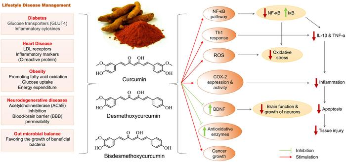 Molecular targets and impact of turmeric on lifestyle diseases