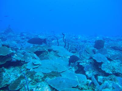 Deep Coral Reefs of the Grammanik Bank, St. Thomas, US Virgin Islands