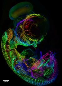Chicken Embryo Nervous System Rainbow