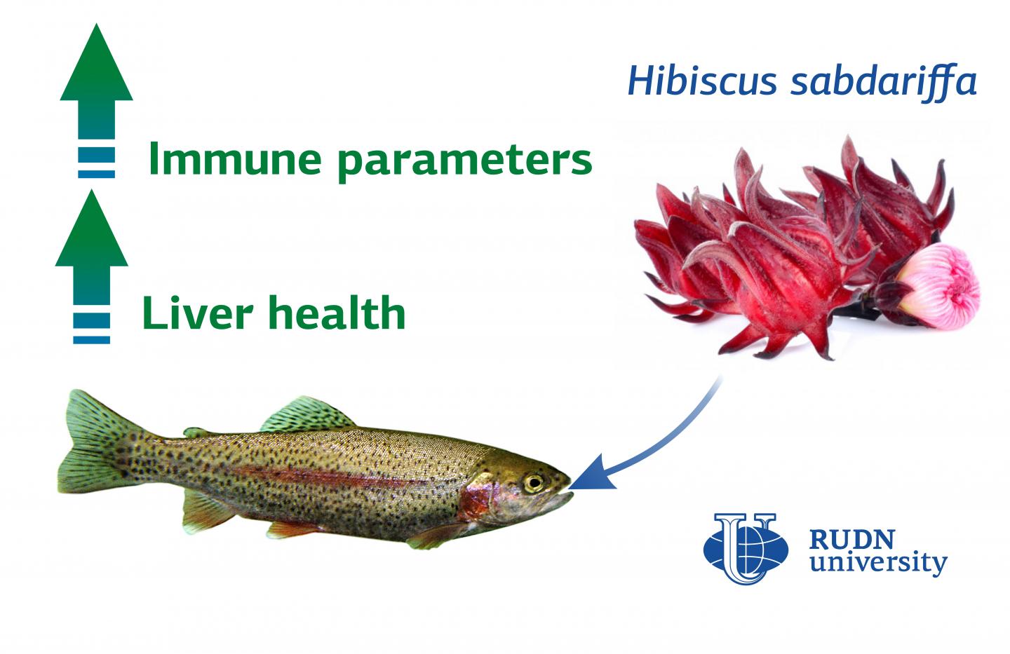 Hibiscus Reduces the Toxicity of Ammonia for Rainbow Trout, Say Biologists from RUDN University