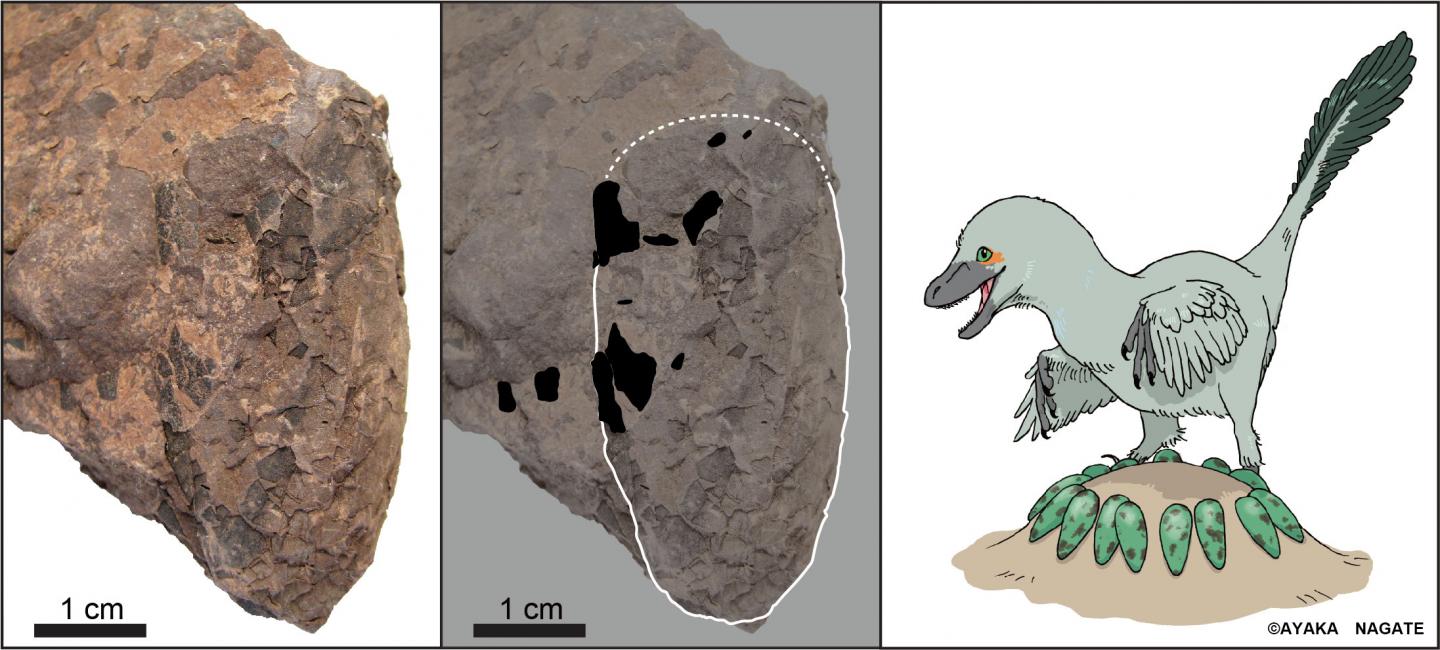 Tiny Japanese Dinosaur Eggs Help Unscramble Cretaceous Ecosystem