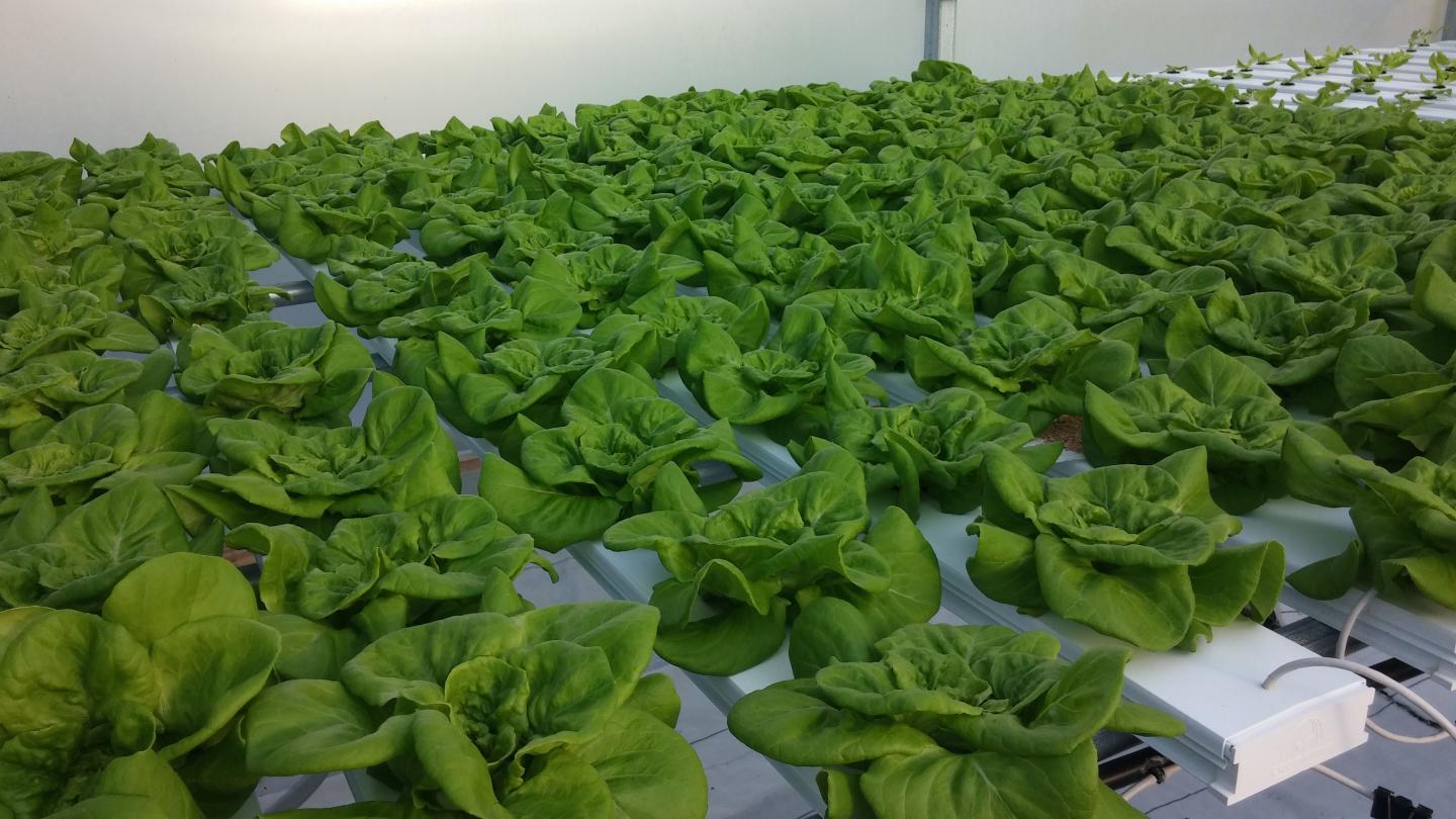 Soilless Bibb Lettuce