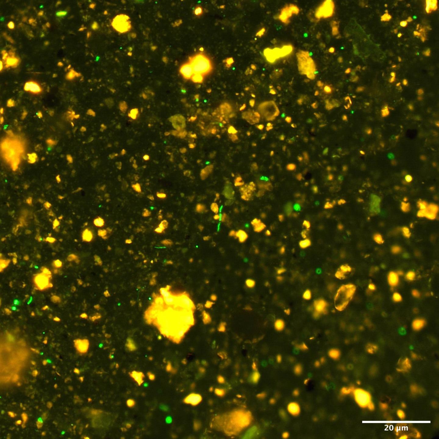 Microbial Cells in Sediment