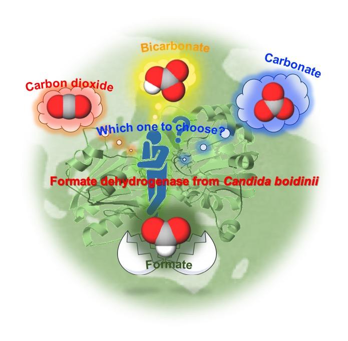Formate Dehydrogenase from <i>Candida boidinii</i>