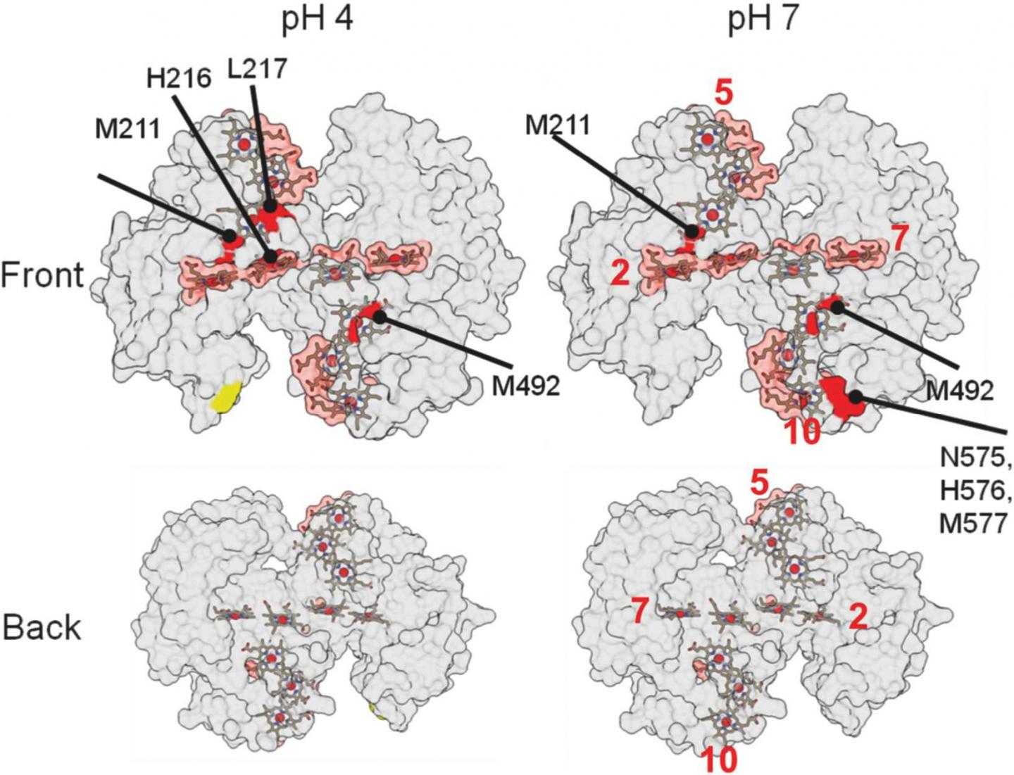 Analyzing a Protein's Footprint