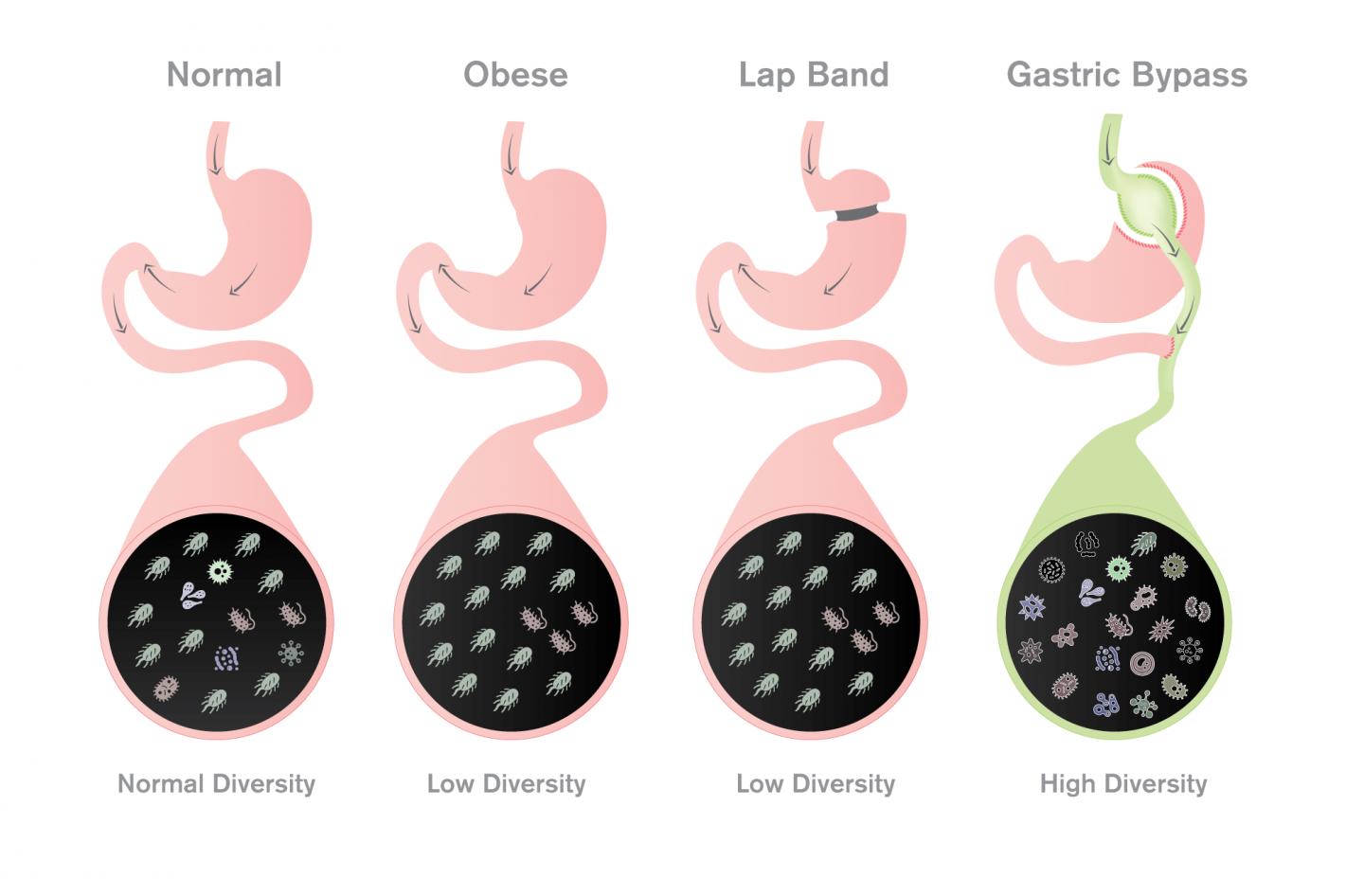 Microbial Diversity in the Human Gut 