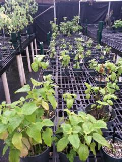 <i>P. kaalaensis</i> in Greenhouse