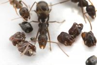 Florida's Skull-collecting Ant (1 of 2)