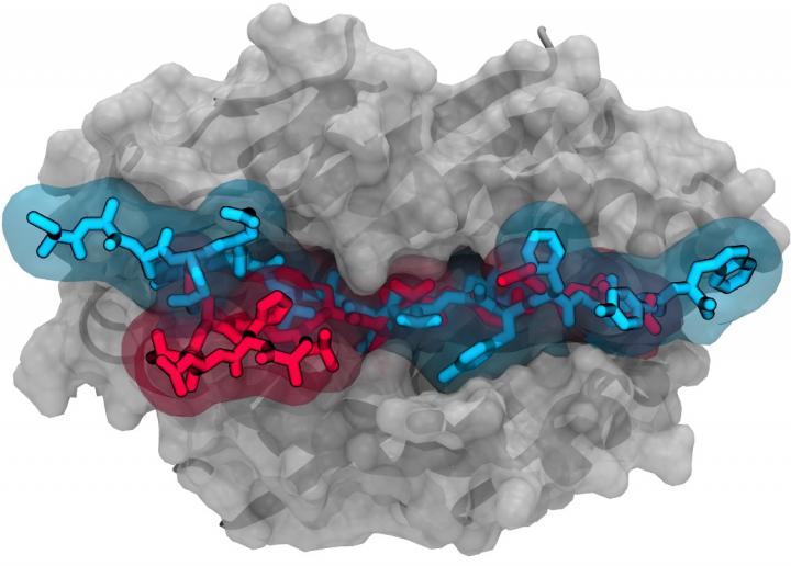 Computer Simulation Showing Binding of X Cell Protein