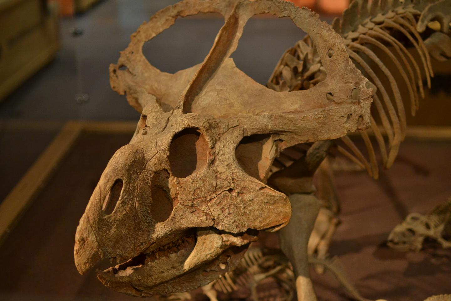 <i>Protoceratops</i> in the Horniman Museum, London