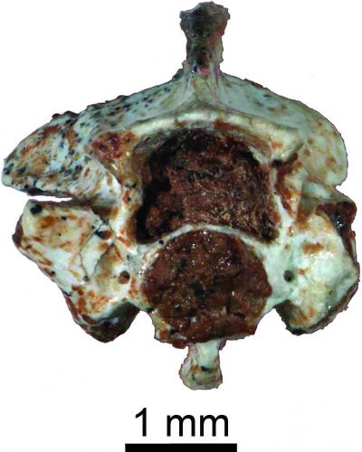 Fossil Vertebra of Elapid Snake