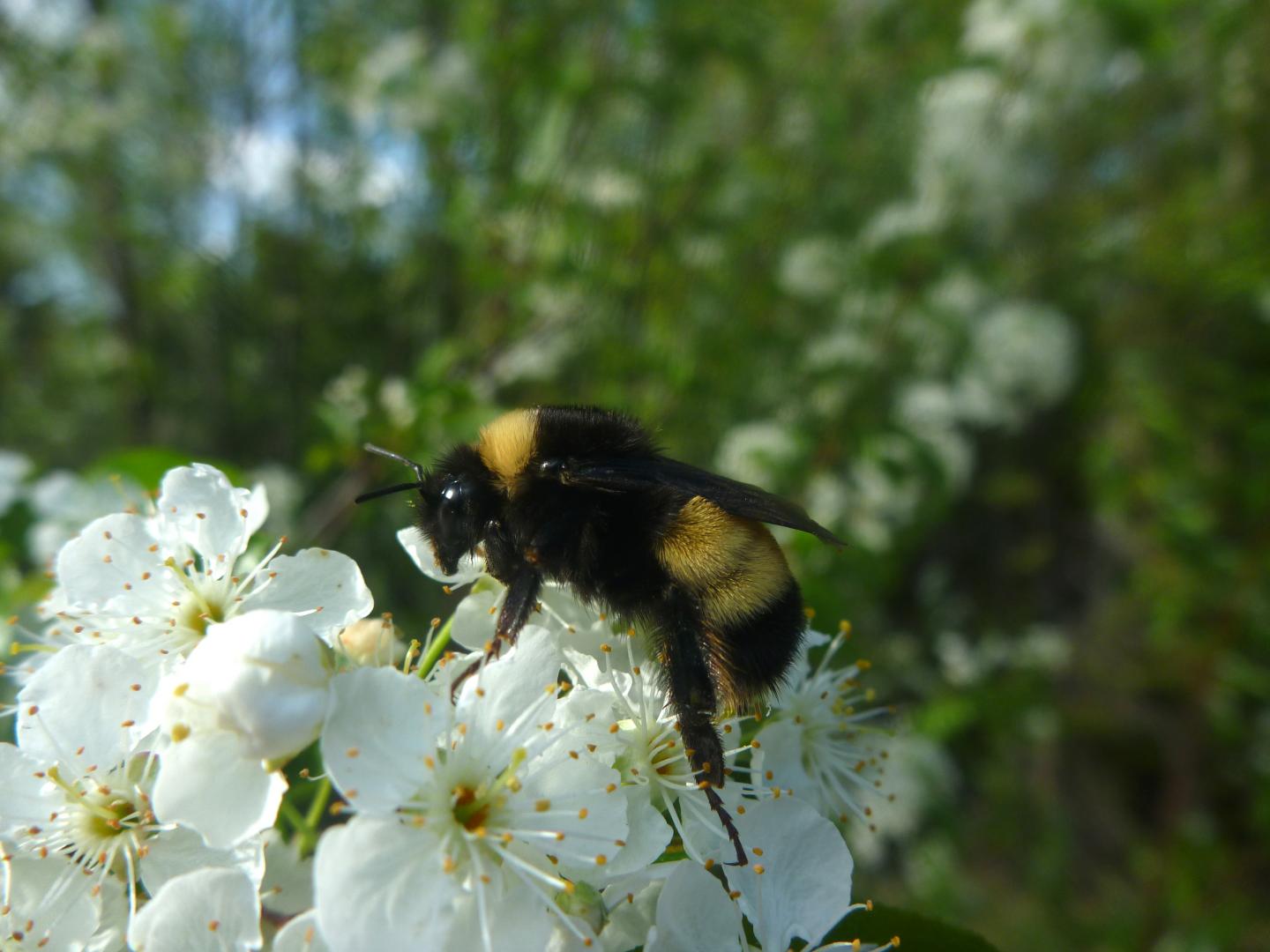 Yellow-banded Bumblebee