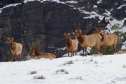 Yellowstone Elk