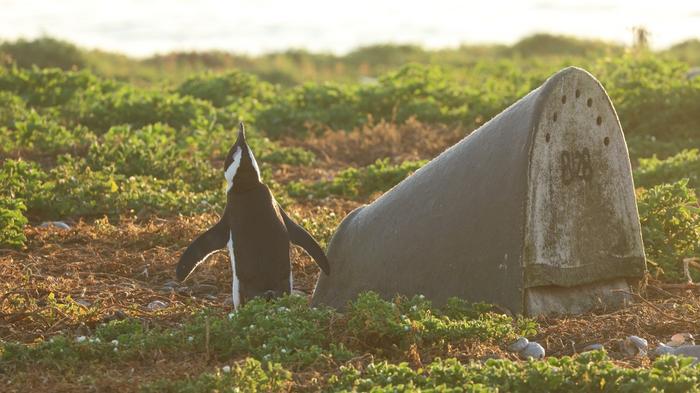 African Penguin & double-layered ceramic artificial nest. Credit Lorien Pichegru