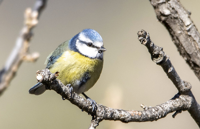 One tit out in public - One Tit Out