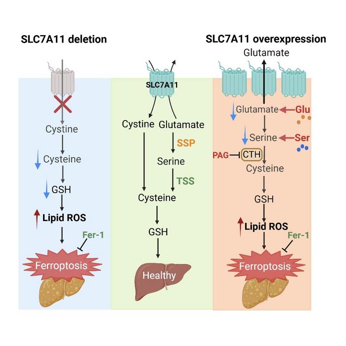 The mechanism underlying hepatic SLC7A11 promoting MASLD mediated by nonessential amino acids