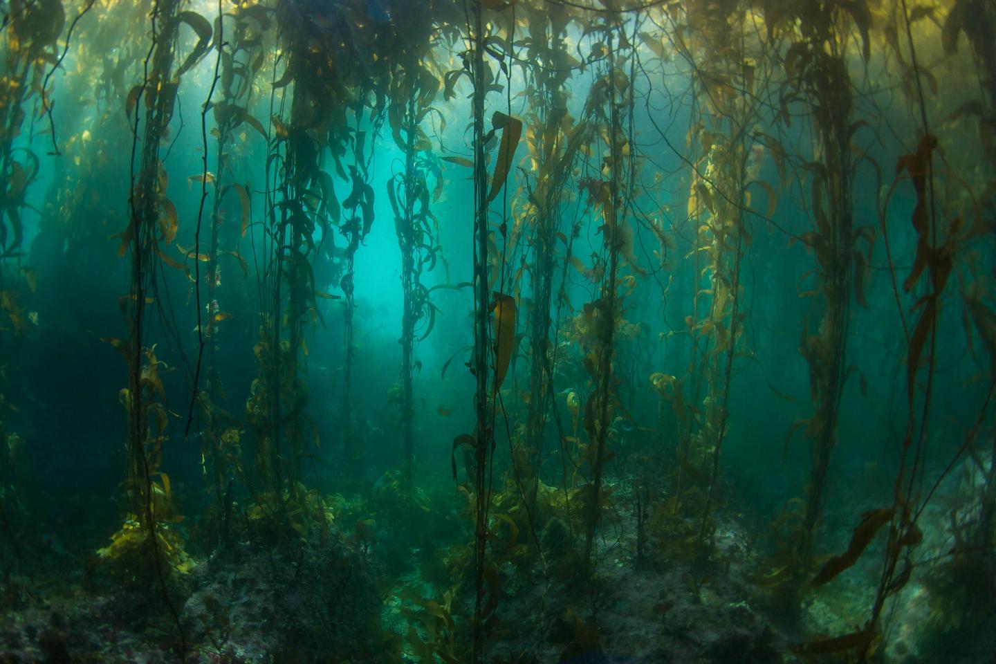 Remote South American Kelp Forests Surveyed for First Time since 1973