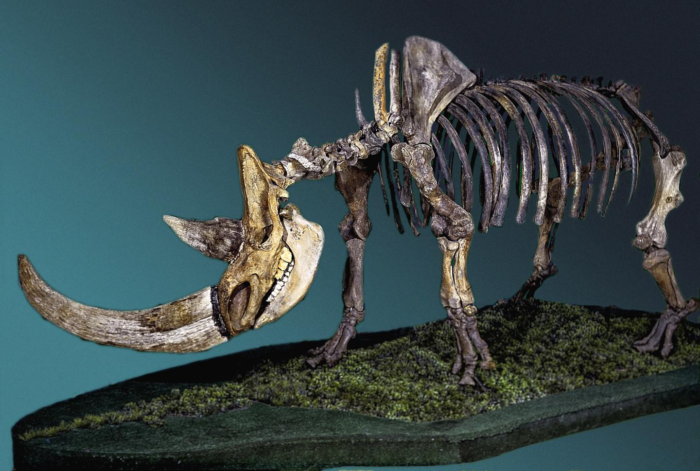 Woolly Rhinoceros Skeleton