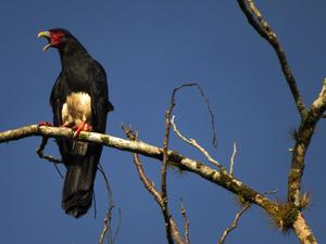 Red-throated Caracara