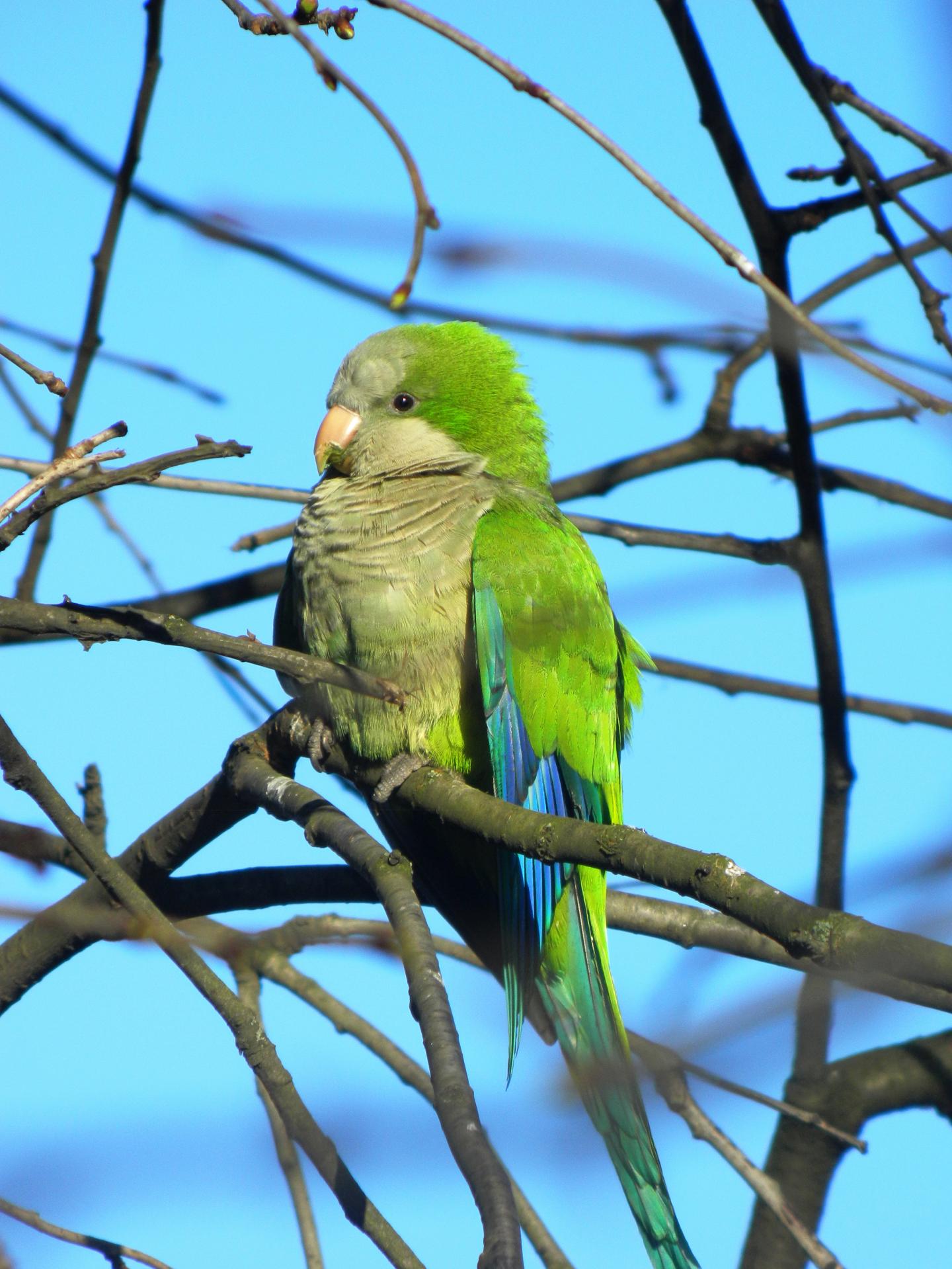 Ban Grounded European Wild Bird Trade, But Ne EurekAlert!