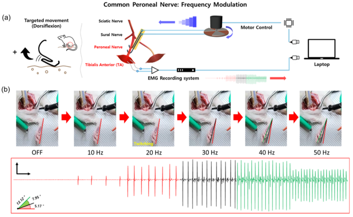 Changes in the tibialis anterior muscle contraction and EMG changes in total peroneal nerve stimulation according to the rotor rotation speed control